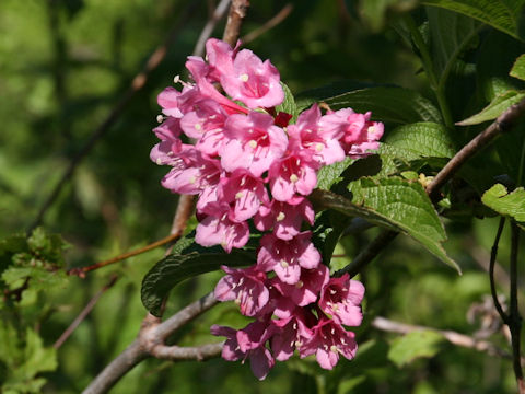 Weigela hortensis