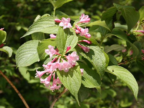 Weigela hortensis