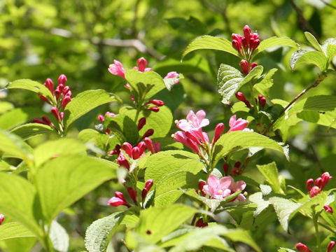 Weigela hortensis