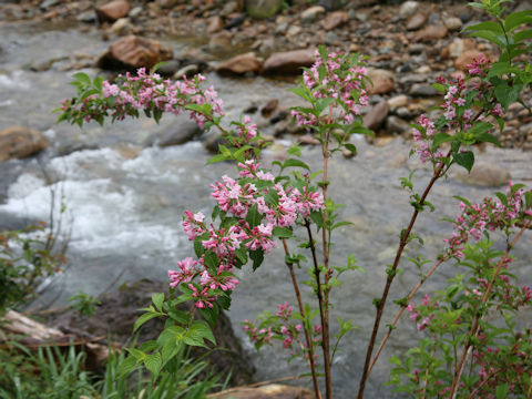 Weigela hortensis