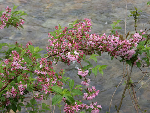 Weigela hortensis