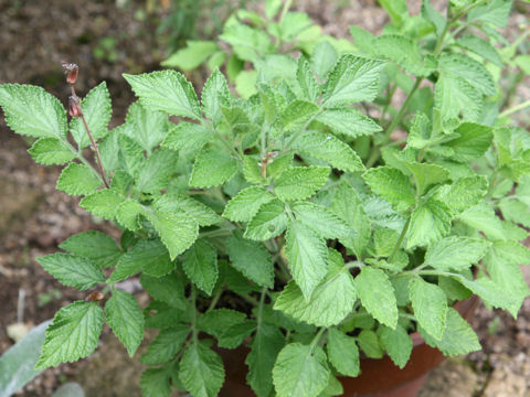 Salvia miltiorrhiza