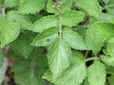 Salvia miltiorrhiza