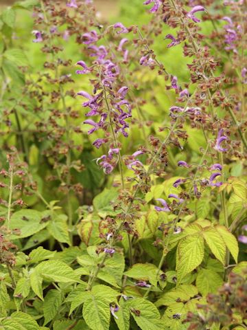 Salvia miltiorrhiza