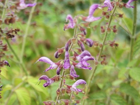 Salvia miltiorrhiza