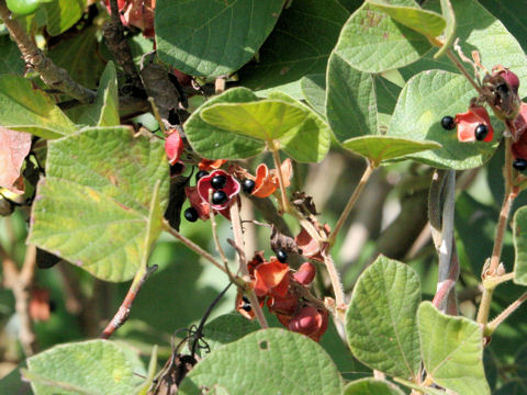 Rhynchosia volubilis