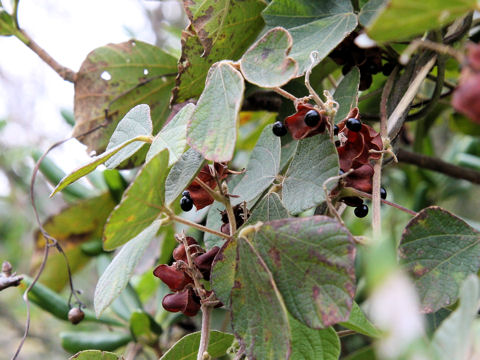 Rhynchosia volubilis