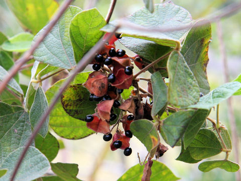 Rhynchosia volubilis