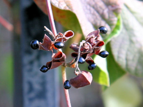 Rhynchosia volubilis