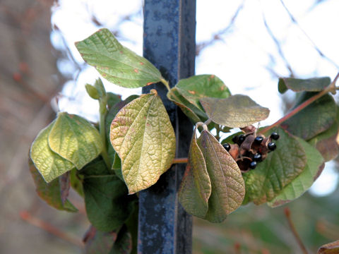 Rhynchosia volubilis