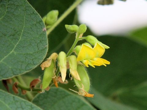 Rhynchosia volubilis