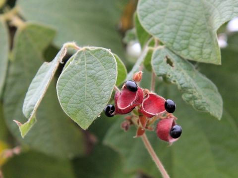 Rhynchosia volubilis