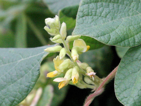 Rhynchosia volubilis