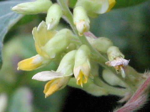 Rhynchosia volubilis