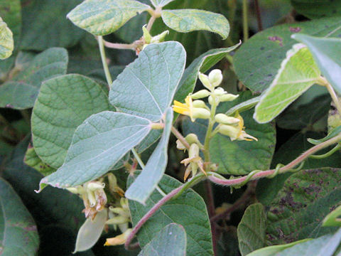 Rhynchosia volubilis