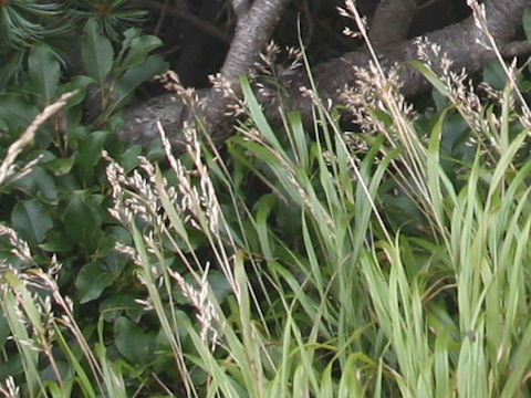 Calamagrostis sachalinensis