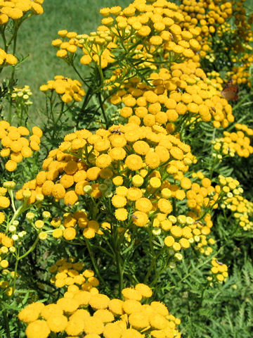 Tanacetum vulgare