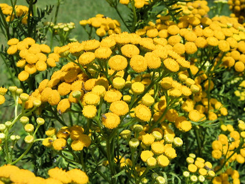 Tanacetum vulgare