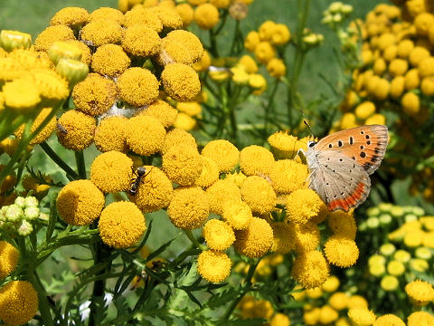 Tanacetum vulgare