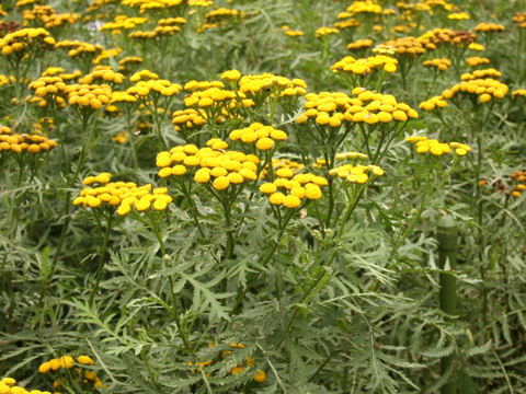 Tanacetum vulgare