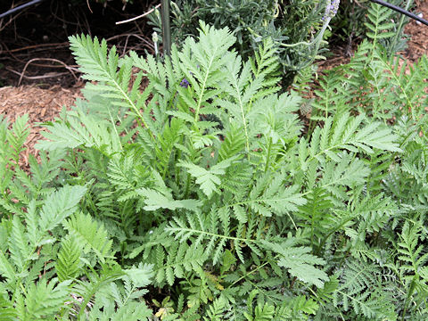 Tanacetum vulgare