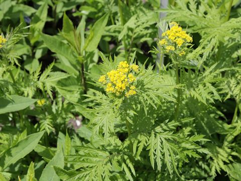 Tanacetum vulgare