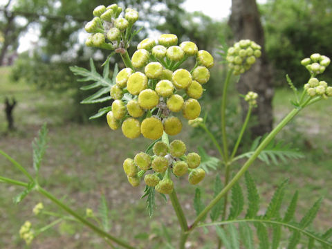 Tanacetum vulgare