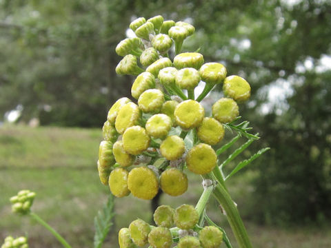 Tanacetum vulgare