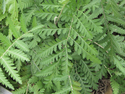 Tanacetum vulgare