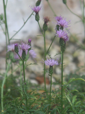 Serratula coronata sp.