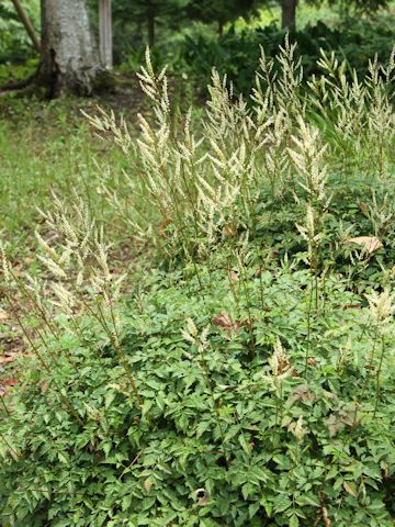 Aruncus aethusifolius