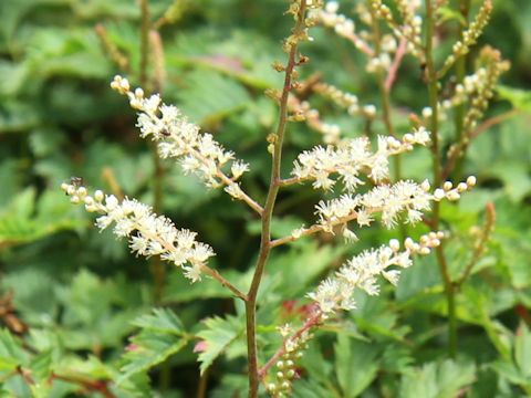 Aruncus aethusifolius