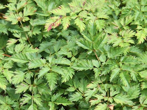 Aruncus aethusifolius