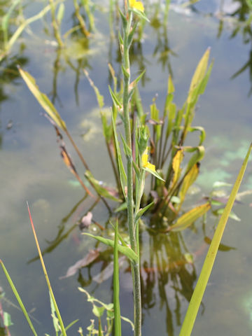 Philydrum lanuginosum