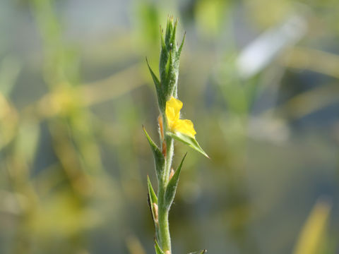 Philydrum lanuginosum