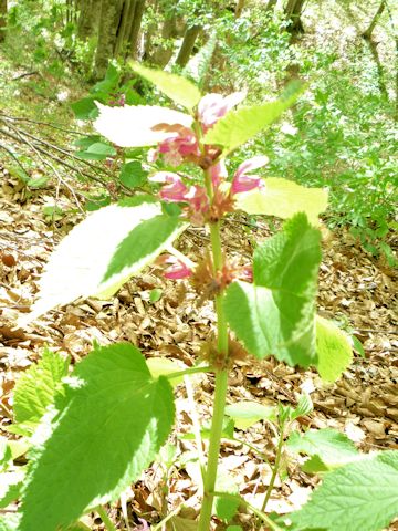 Galeopsis tetrahit