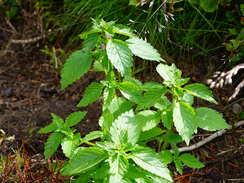 Galeopsis tetrahit