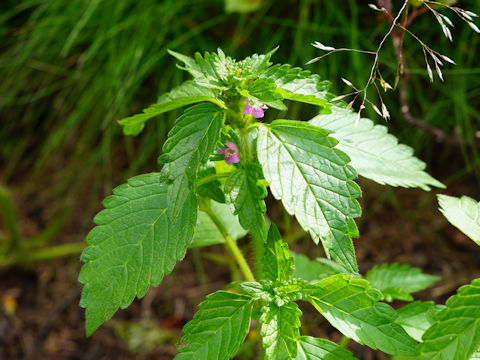 Galeopsis tetrahit