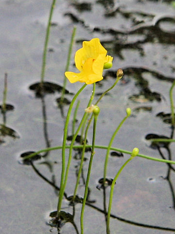 Utricularia vulgaris var. japonica