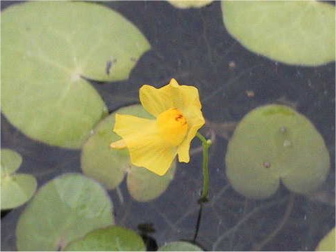 Utricularia vulgaris var. japonica