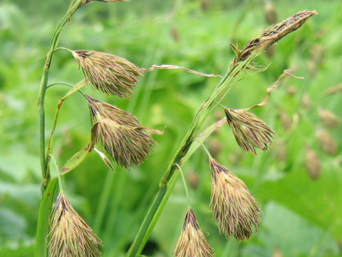 Carex podogyna