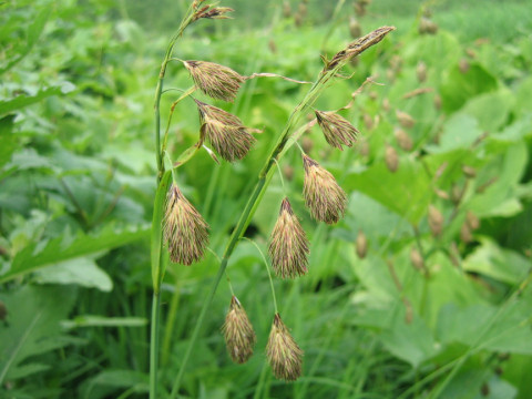 Carex podogyna