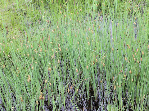 Carex podogyna