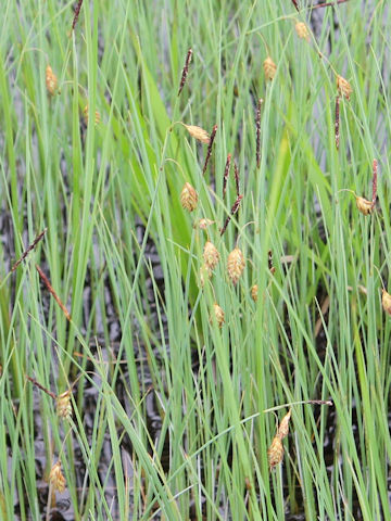 Carex podogyna