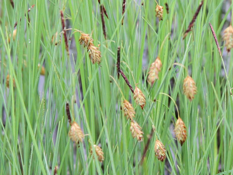 Carex podogyna