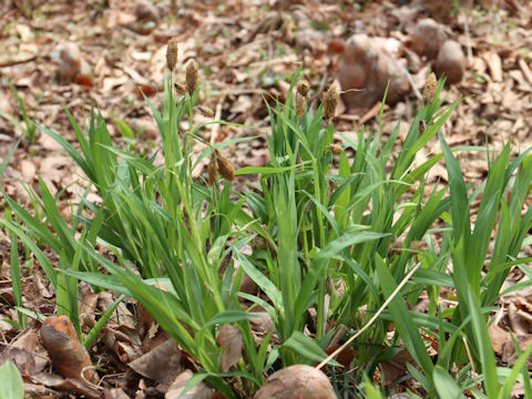 Carex podogyna