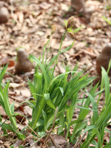 Carex podogyna