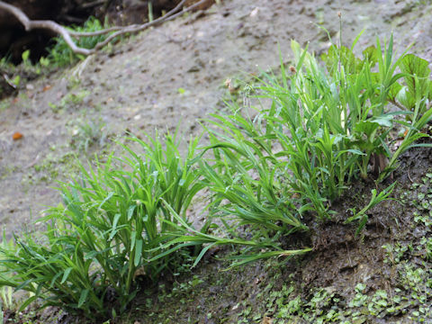 Carex podogyna