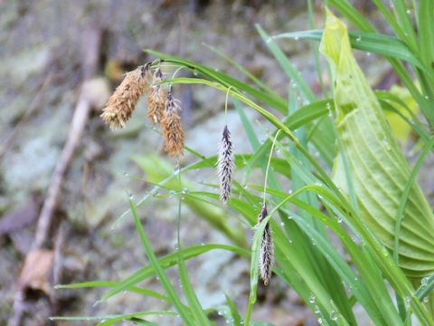 Carex podogyna