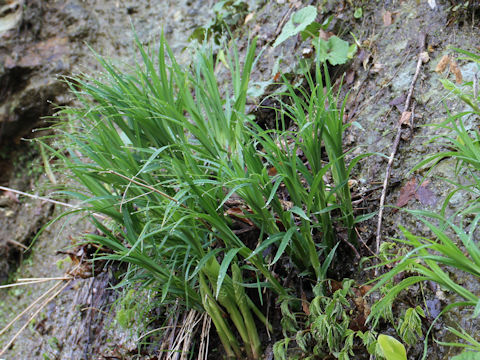 Carex podogyna